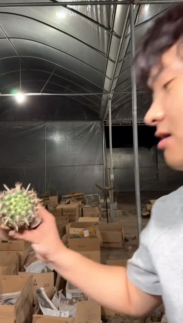 单头 狮子王 6-8cm