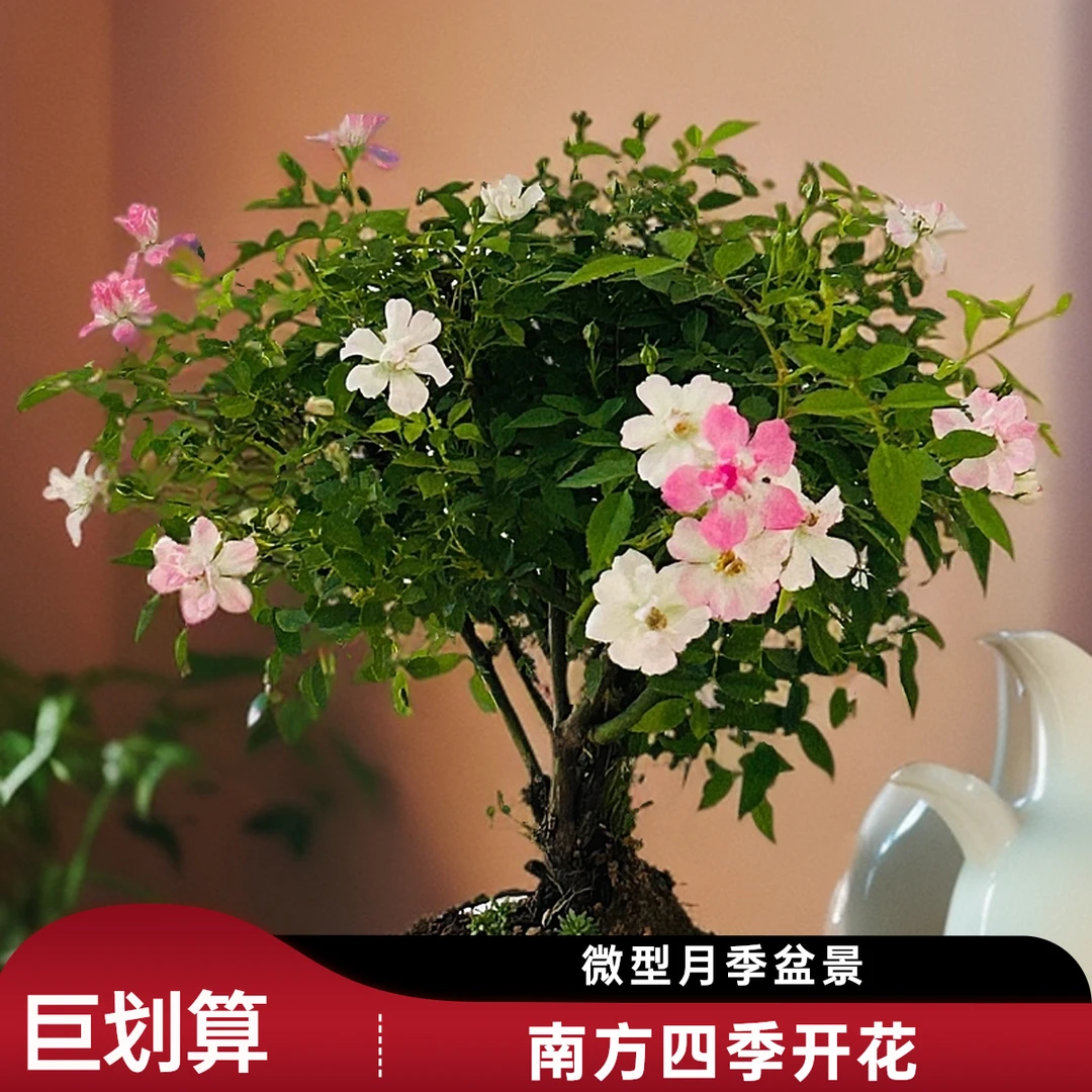 老桩微型月季盆景掌上盆景四季开花耐寒耐热植物一物一拍阳台