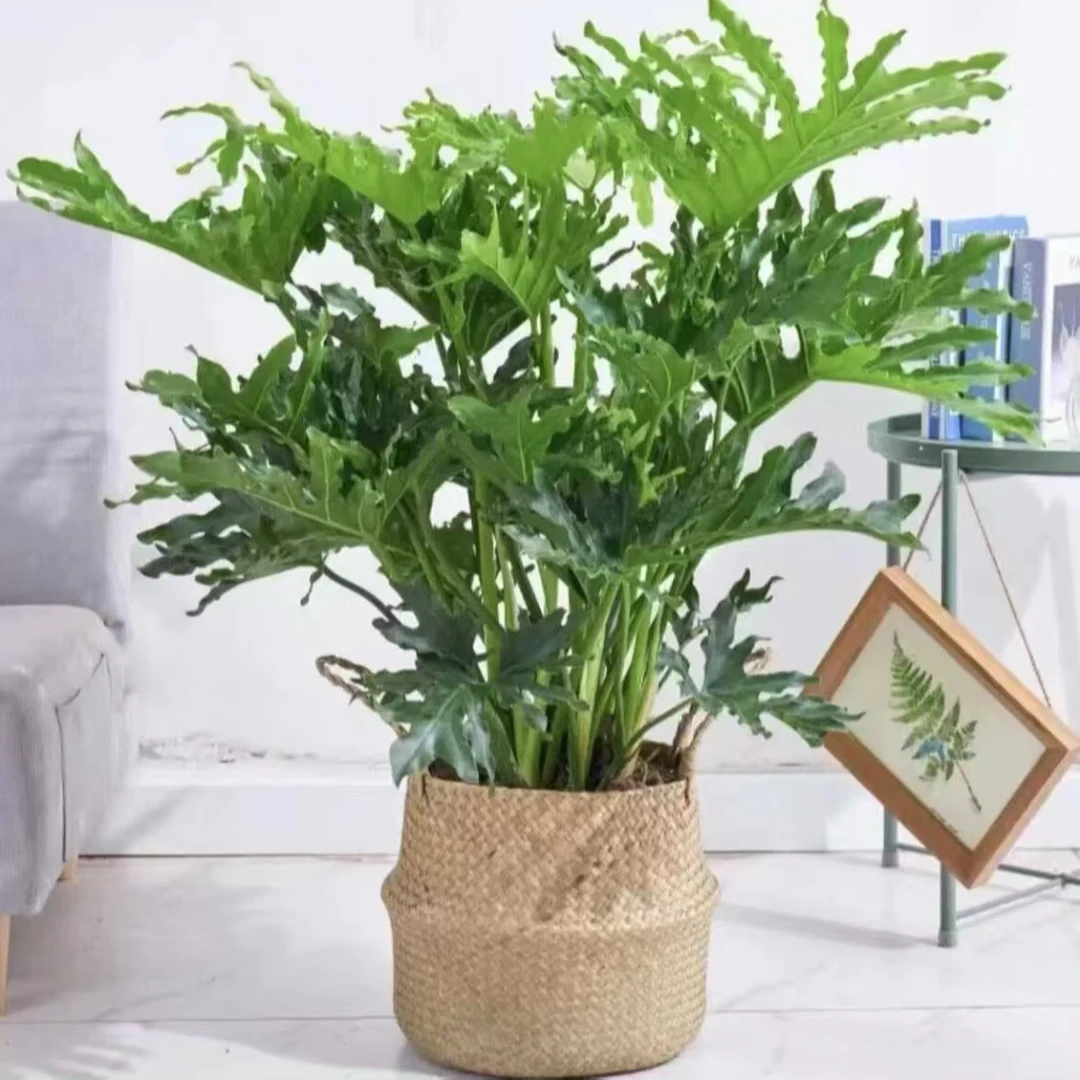 网红绿植多仔春羽（高度60-80公分）