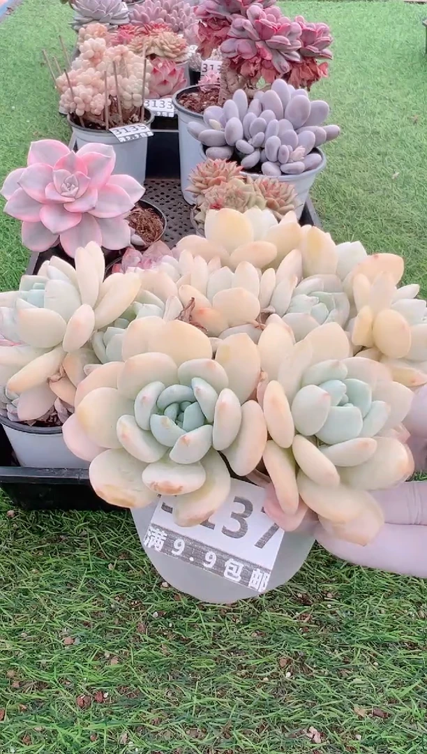 【闪购商品】信福多肉一物一拍