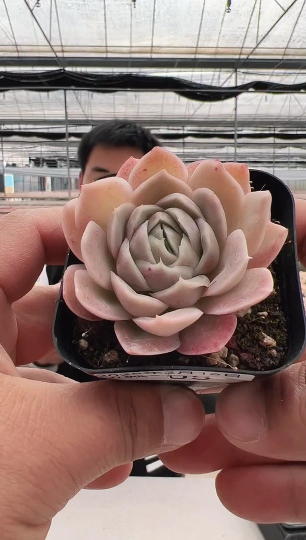 【闪购商品】新款多肉-5