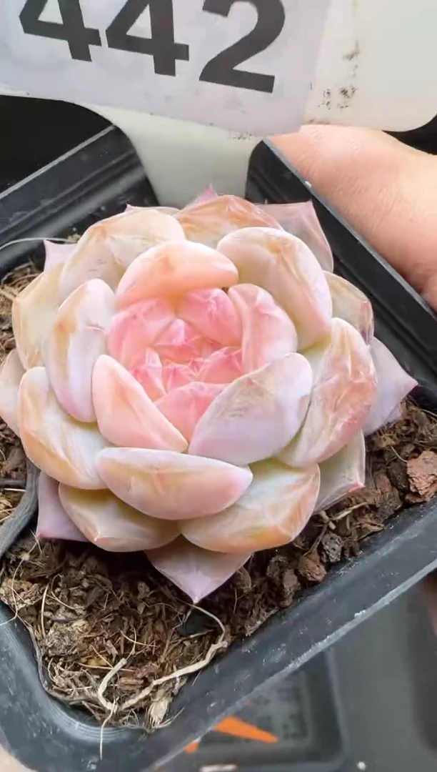 【闪购商品】一物一拍0222—442