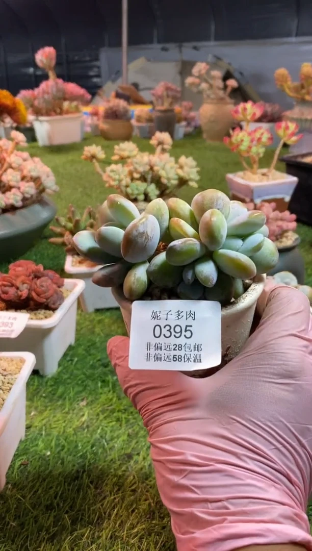 【闪购商品】0395a