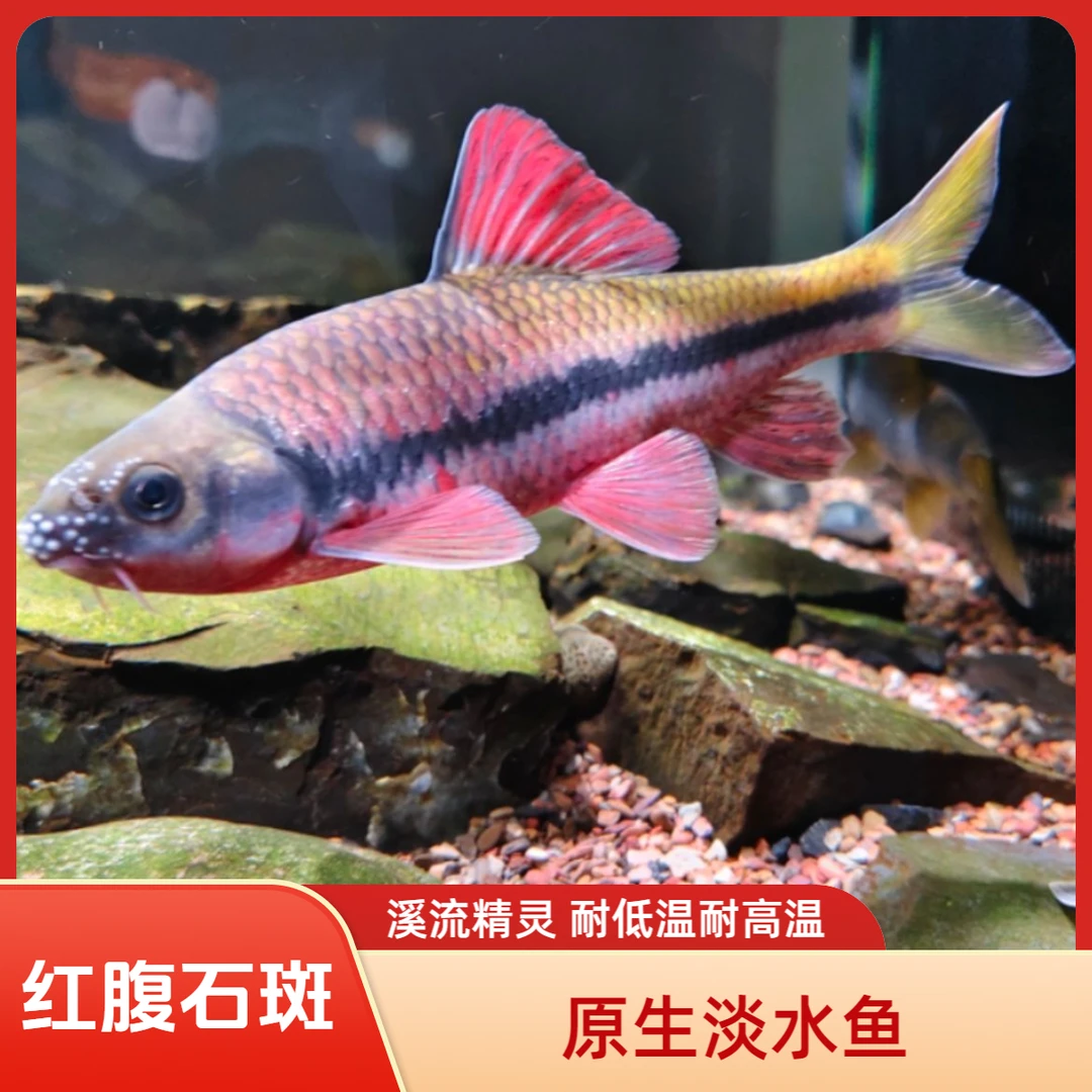 红腹溪石斑原生态溪流冷水淡水鱼光唇鱼活体发货
