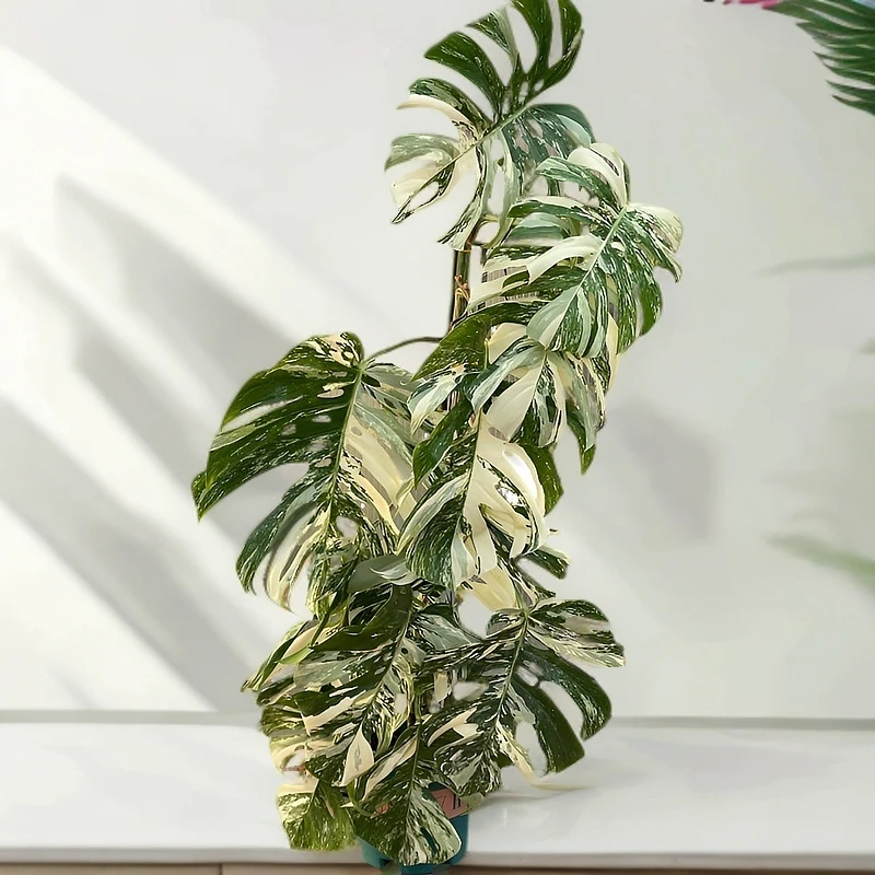 【特惠锦化龟背竹】直播专享·高性价比·特惠·一物一拍·无售后