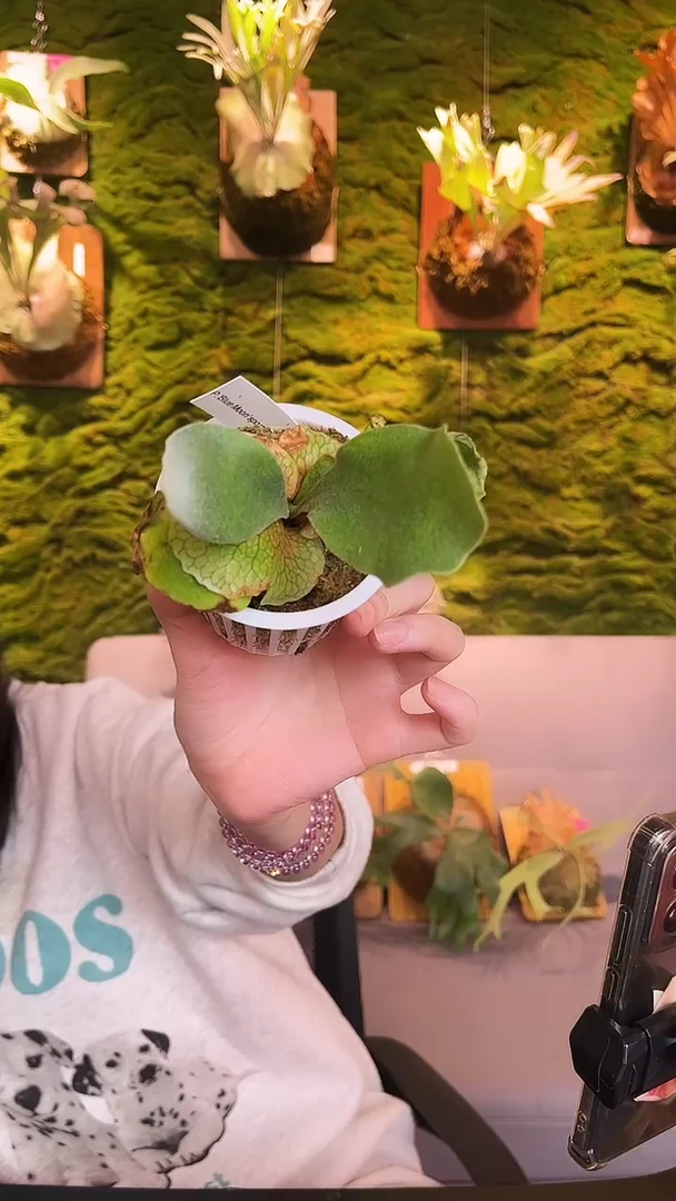 不开花植物蓝月孢子苗