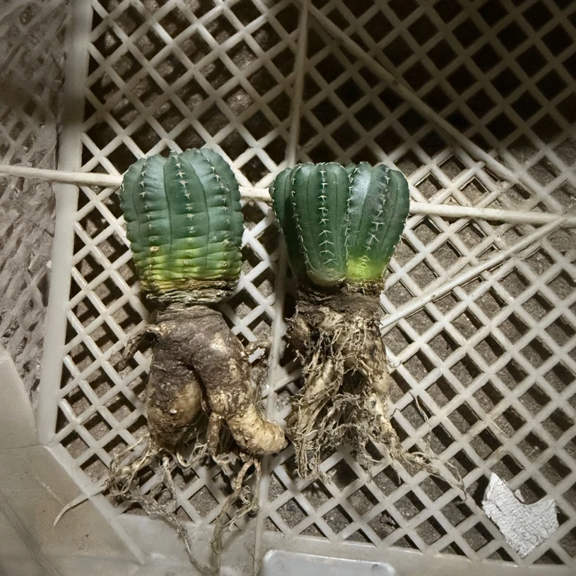 满18包邮（自根明石丸）一颗