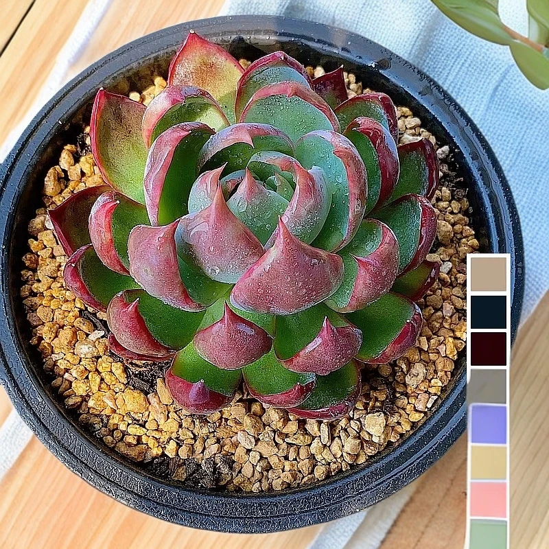 【惊鸿仙子 圆盆款 多肉植物 】带盆土发货 好养活 花旦精品多肉