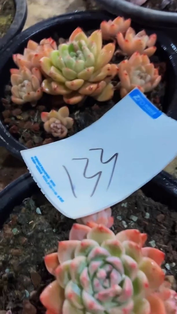 【闪购商品】133号两颗一物一拍