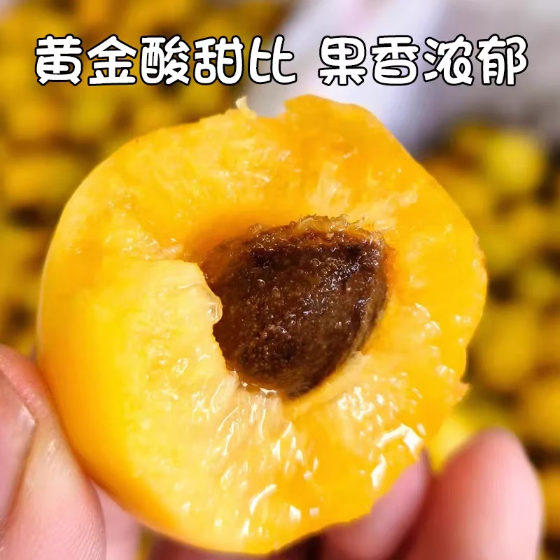 正宗香甜珍珠油杏新鲜水果当季蜜甜白杏油杏子爆甜多汁现摘顺丰