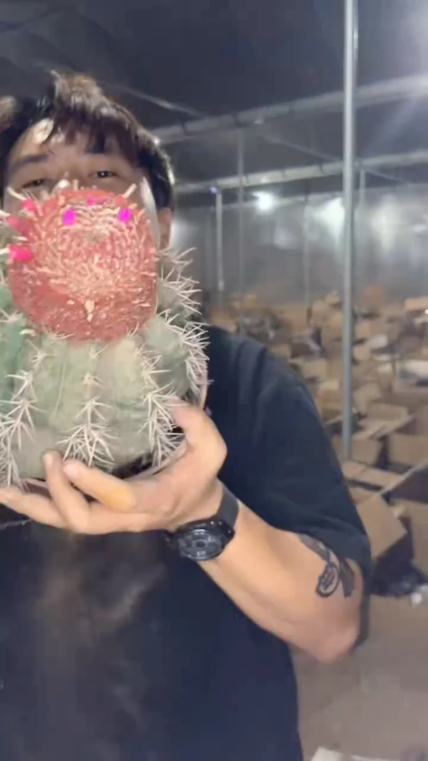 实生根 大锦云【带云顶】