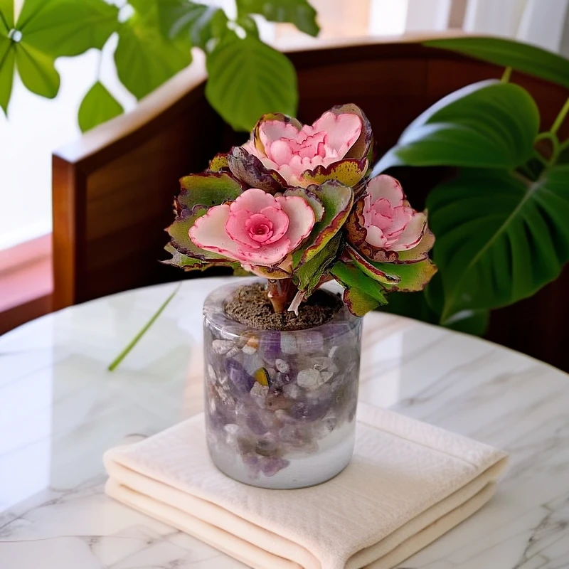 无土蝴蝶锦1颗(含圆形紫晶花器