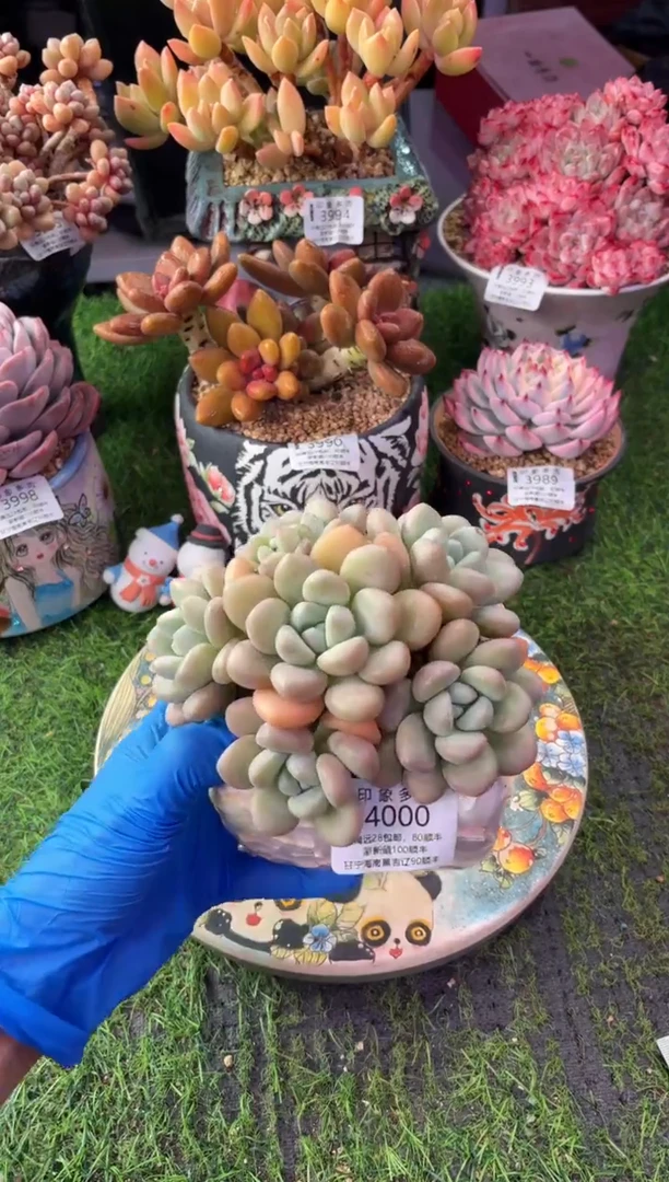 昆明印象多肉4000