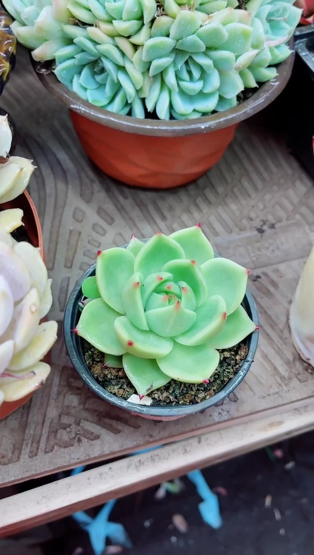 05001多肉植物一物一拍