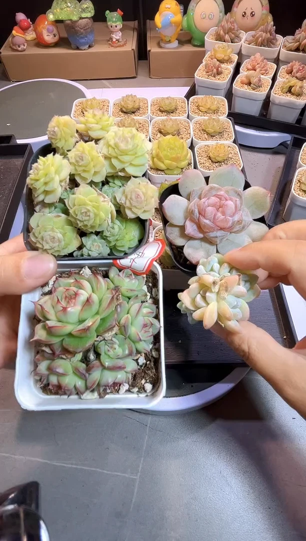 大*?258打包4个多肉