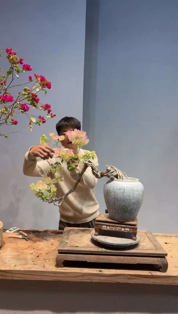 以实际为准三角梅82