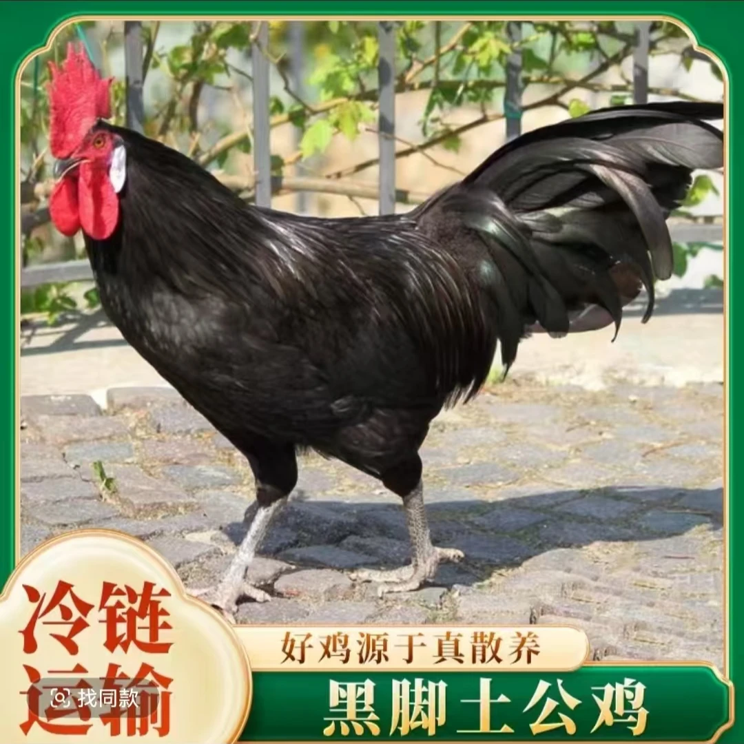 【A1】买二送一 放养黑脚土公鸡 3只毛重15斤净重共9斤 带内脏