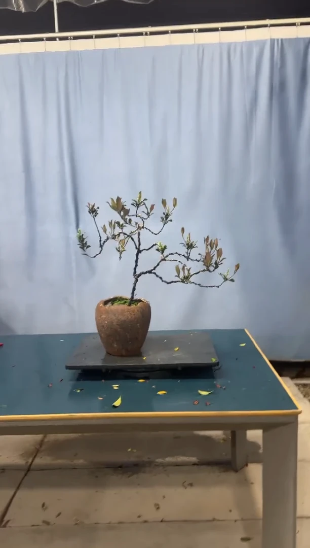 【闪购商品】盆景春花