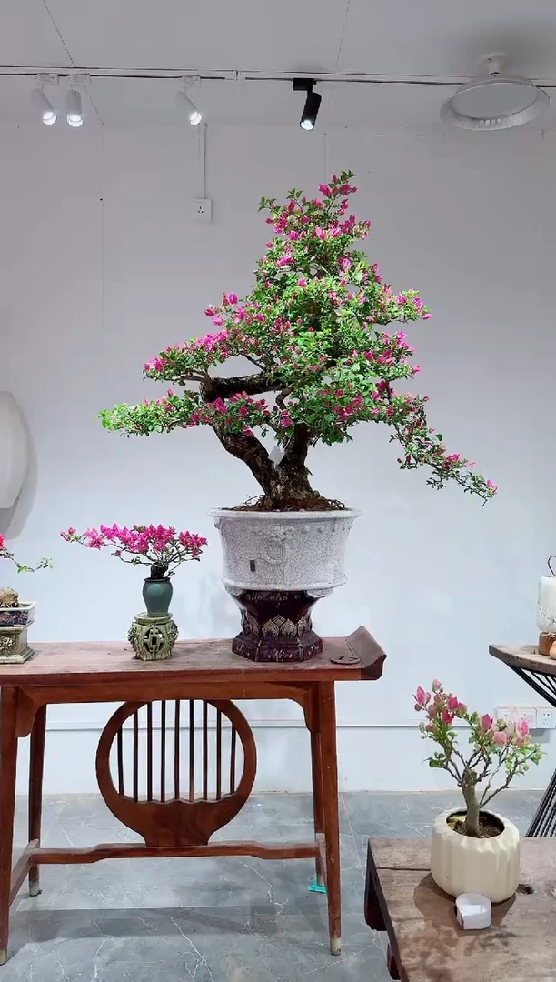 无花朵回****）三角梅小叶紫