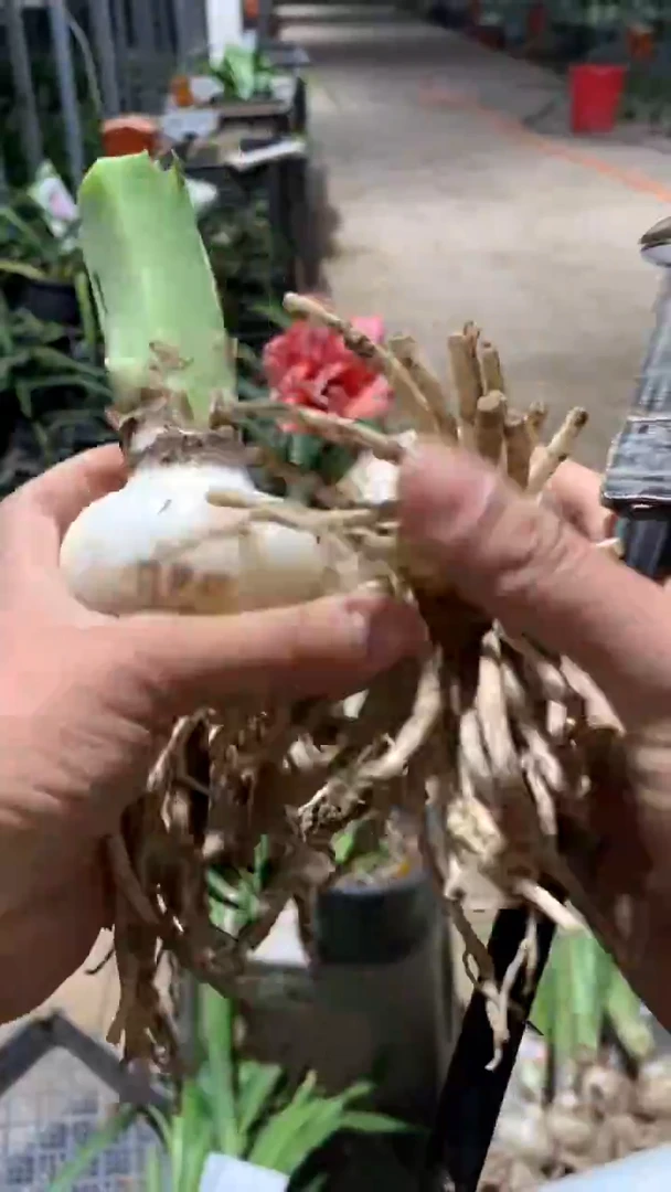 当前无花栽培后可以开花瑞秋6cm+残（2）