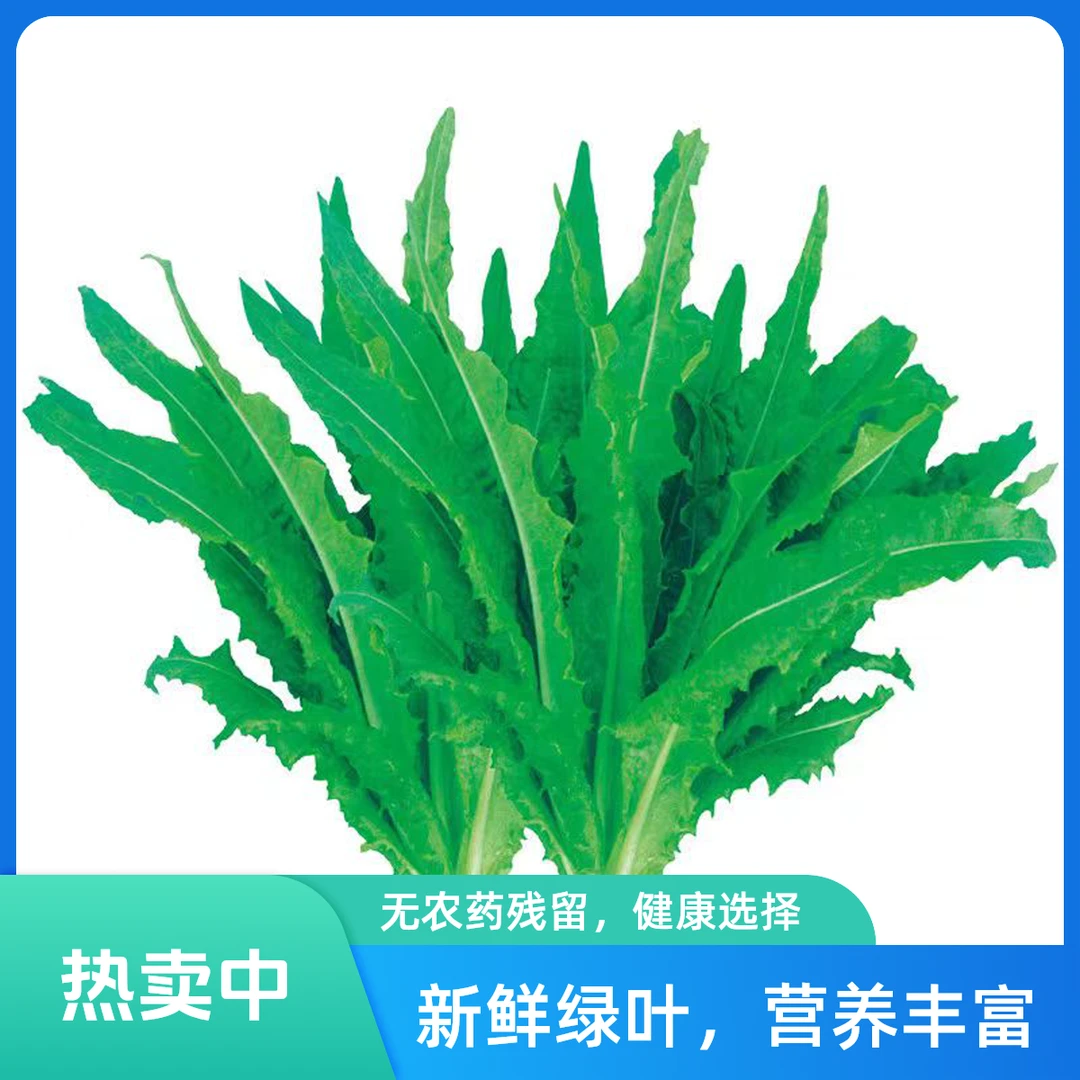 【全店满5元包邮】苦麻菜苦菜子种子