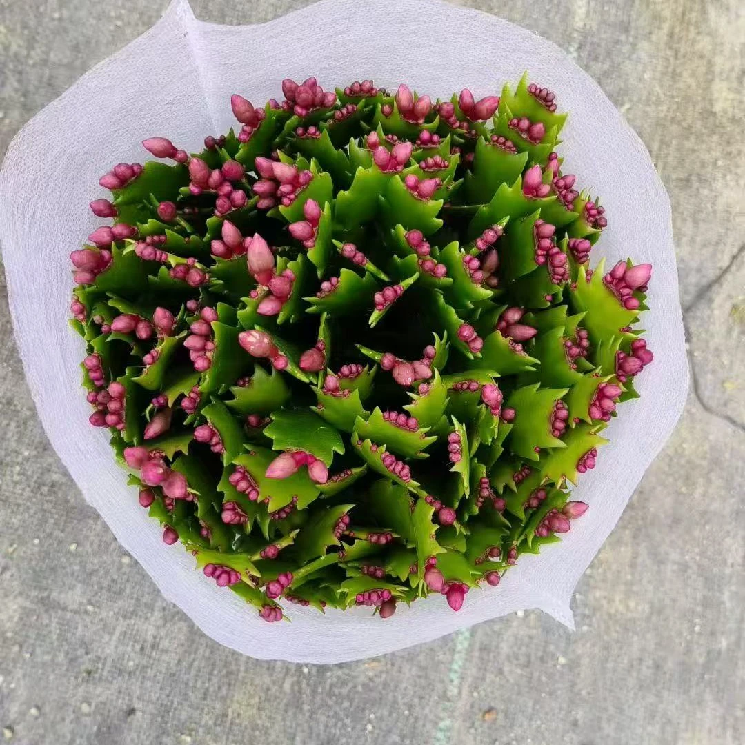 【正品加勒比系列带花苞】蟹爪兰盆栽花卉客厅阳台花卉植物四季开花