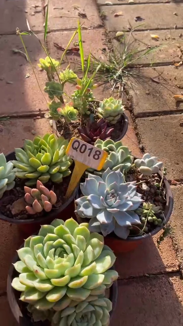 Q018多肉组合默认脱土发货