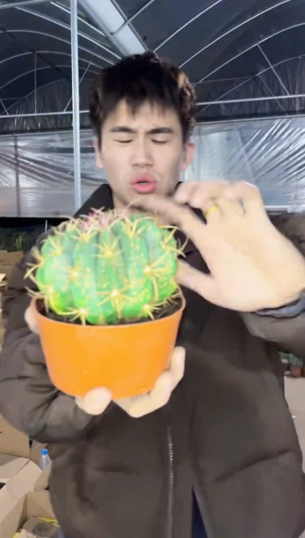 【闪购商品】赤 诚 9-12cm