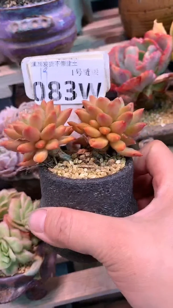 【闪购商品】083WWW