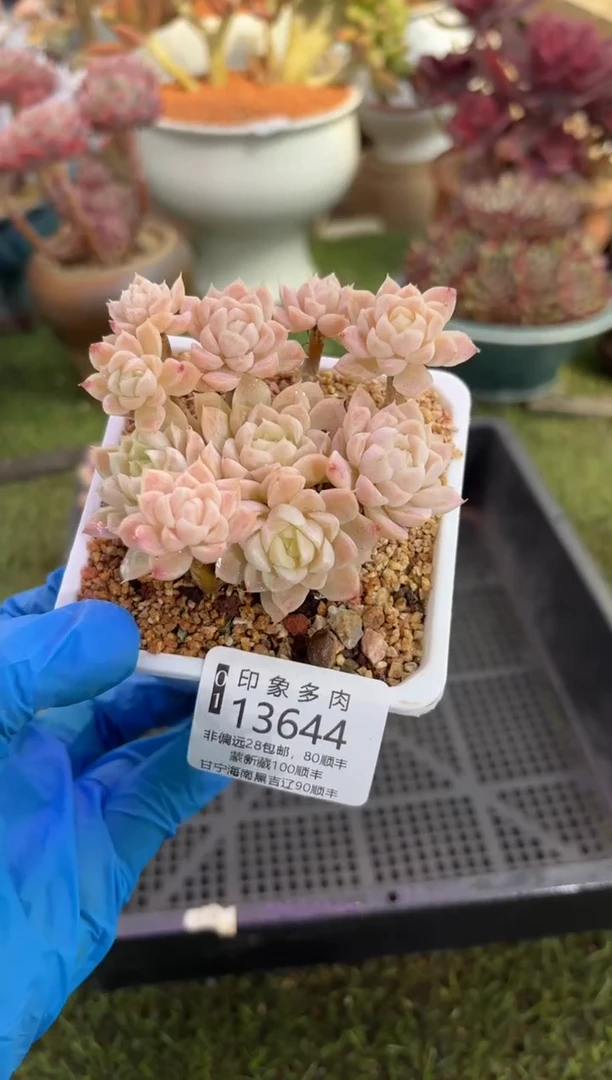 【闪购商品】13644