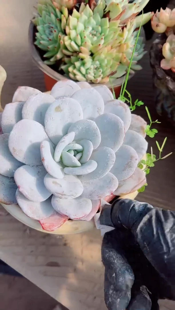 红****鱼多肉植物一物一拍12128