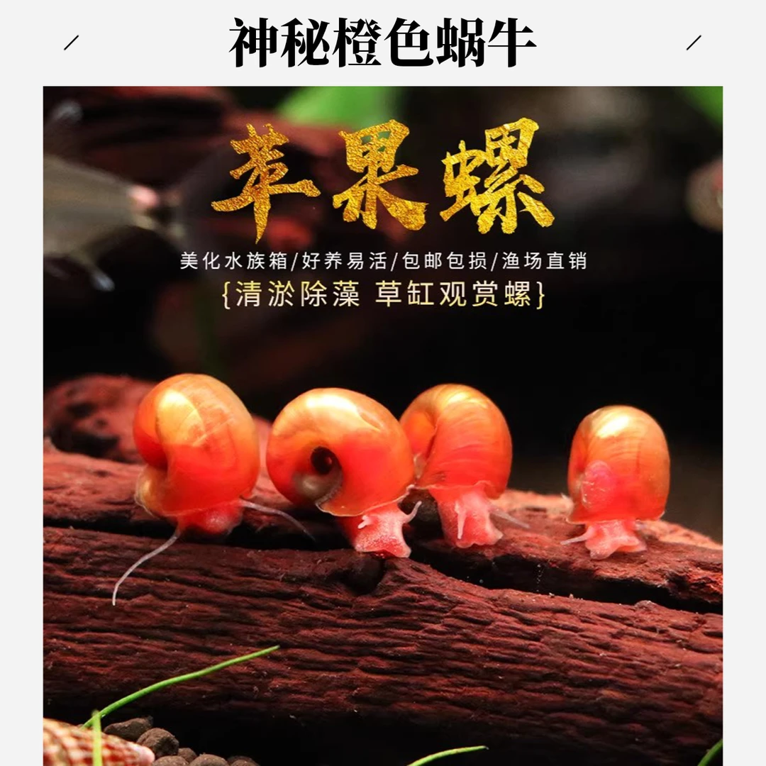 苹果螺除藻观赏螺鱼缸清残食洁净化水质狗头龟饲料吃粪工具螺淡水