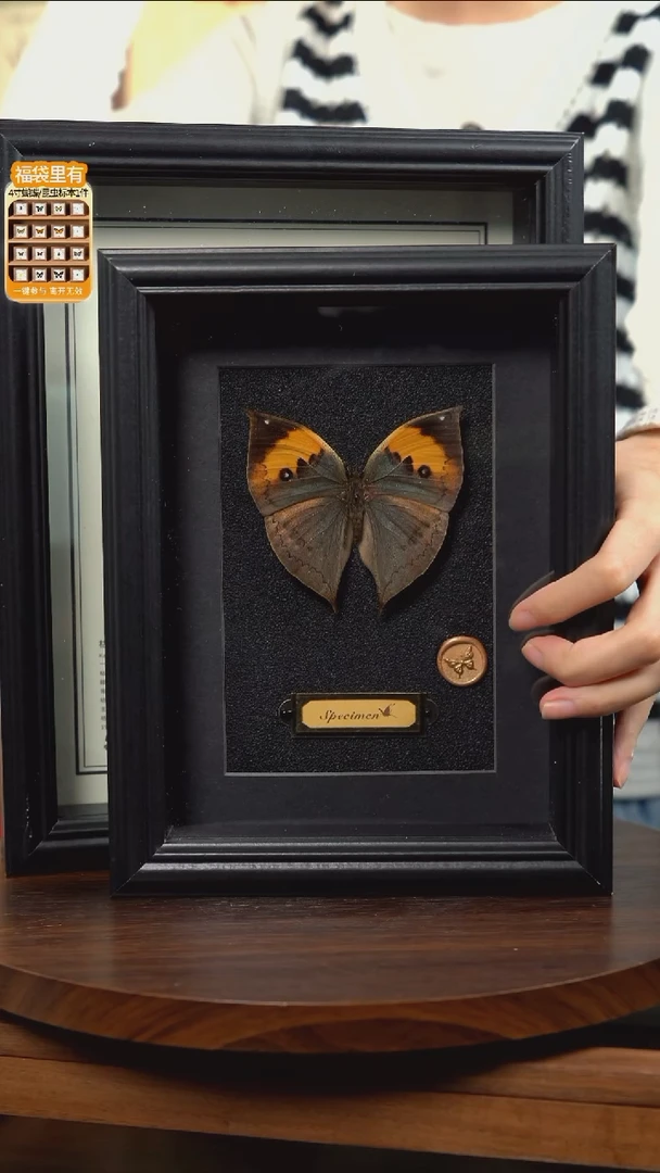 枯叶蝶新版本黑框