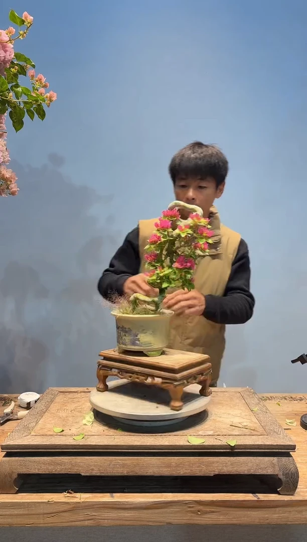 全部花朵B****滔三角梅36