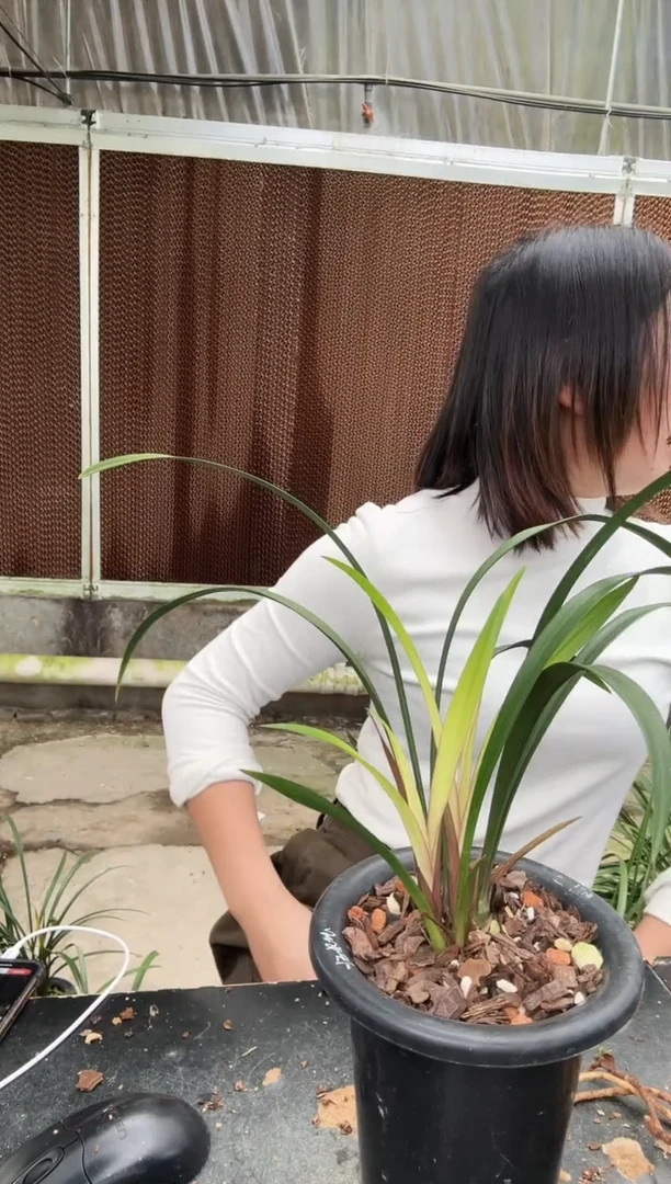 全部花朵翠盖荷035