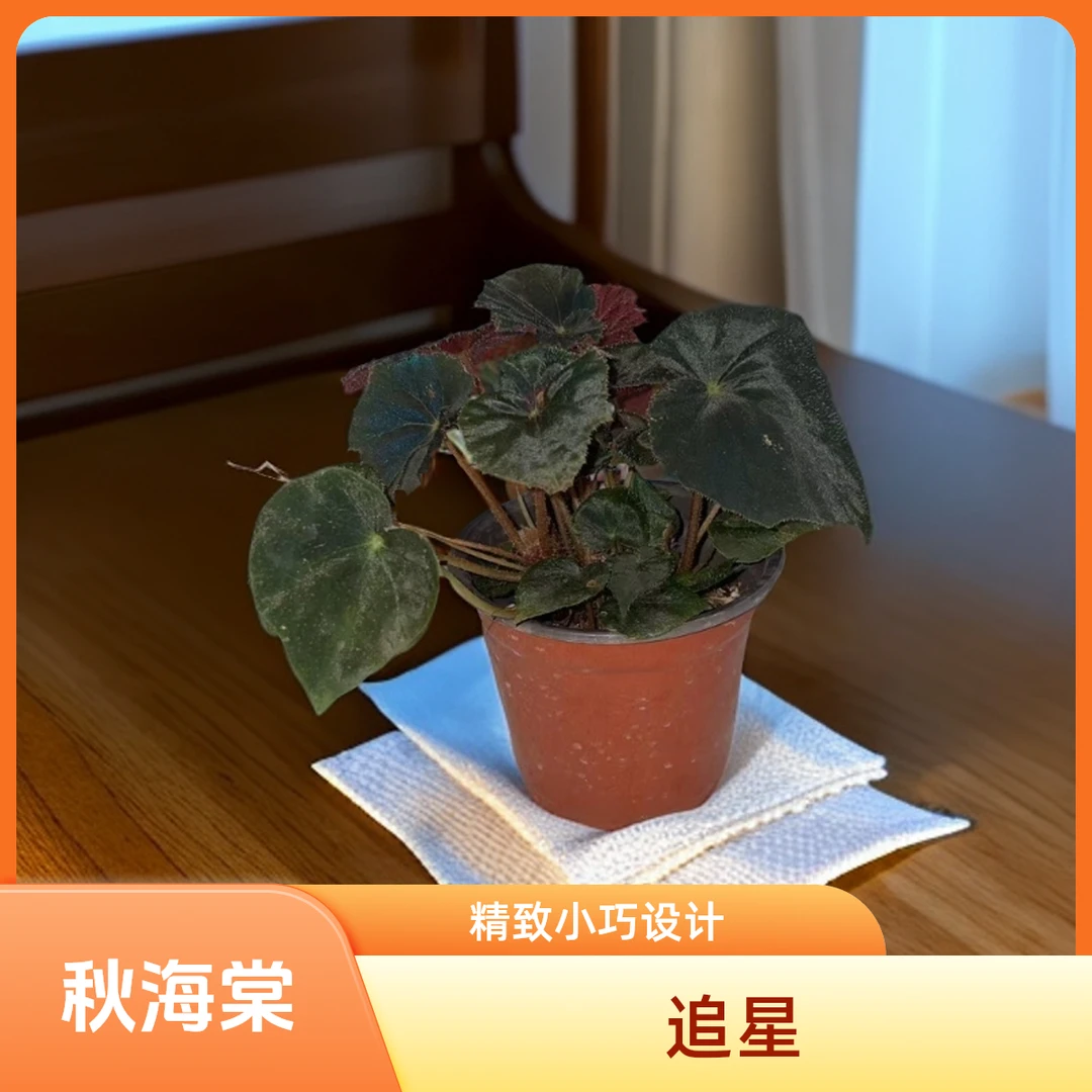 追星 秋海棠 一颗包邮无售后 完美主义者勿拍