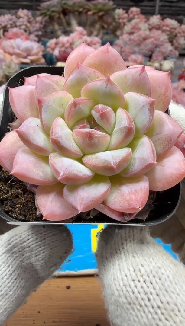 东云多肉园三店-53