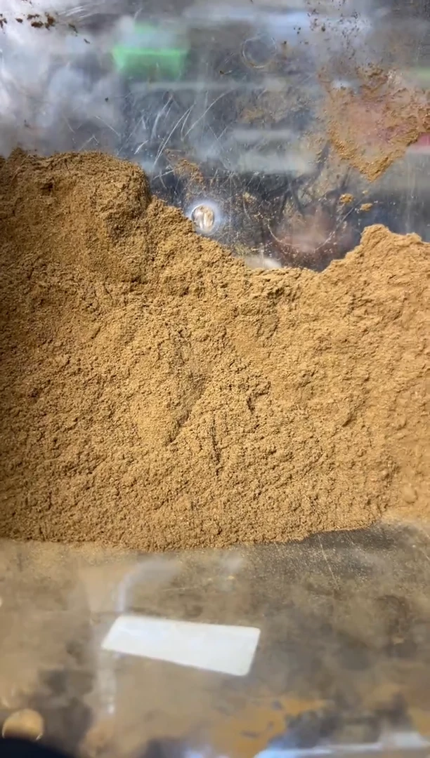 沉香红土香粉10g