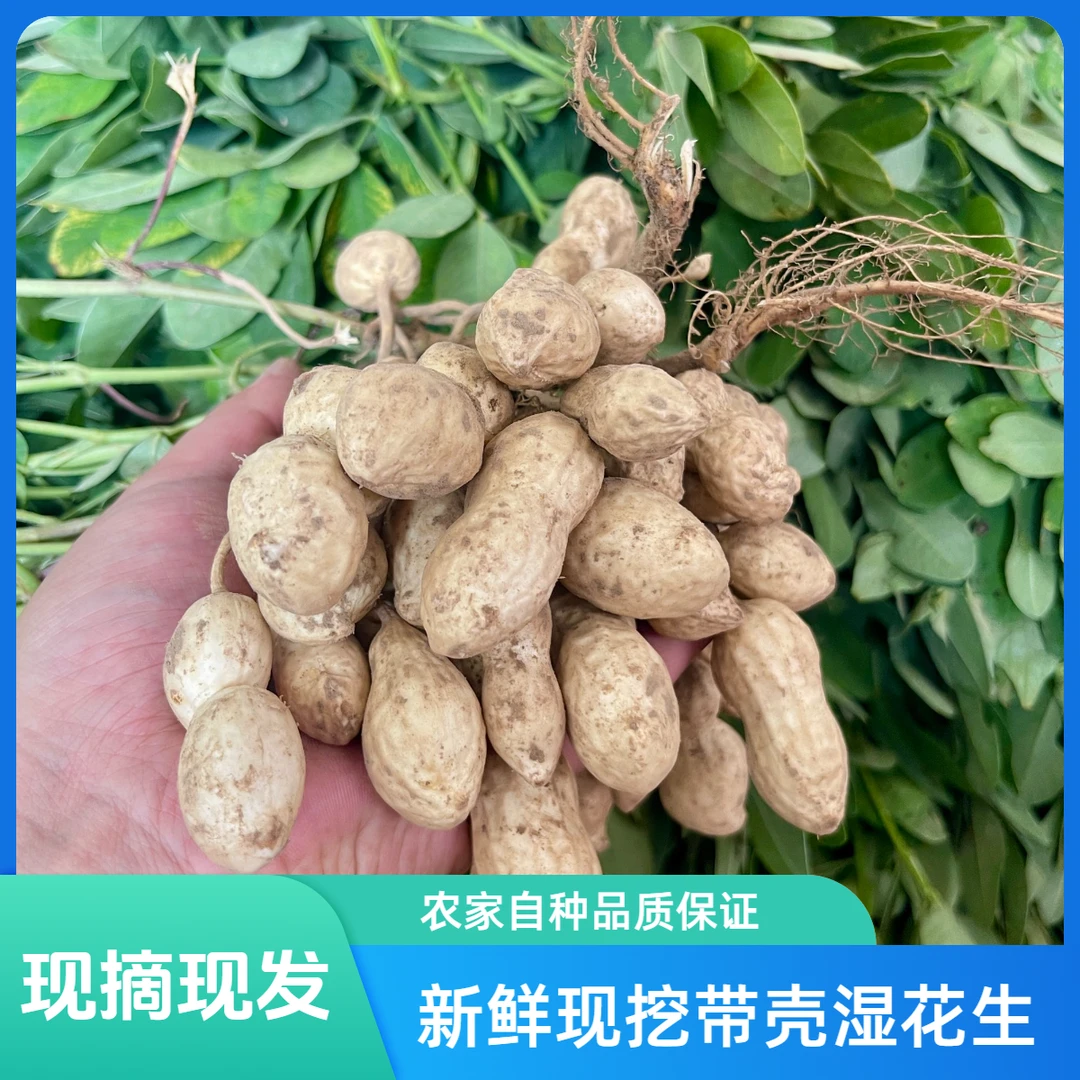 新鲜现挖带壳湿花生农家自种可水煮生吃粉皮花生