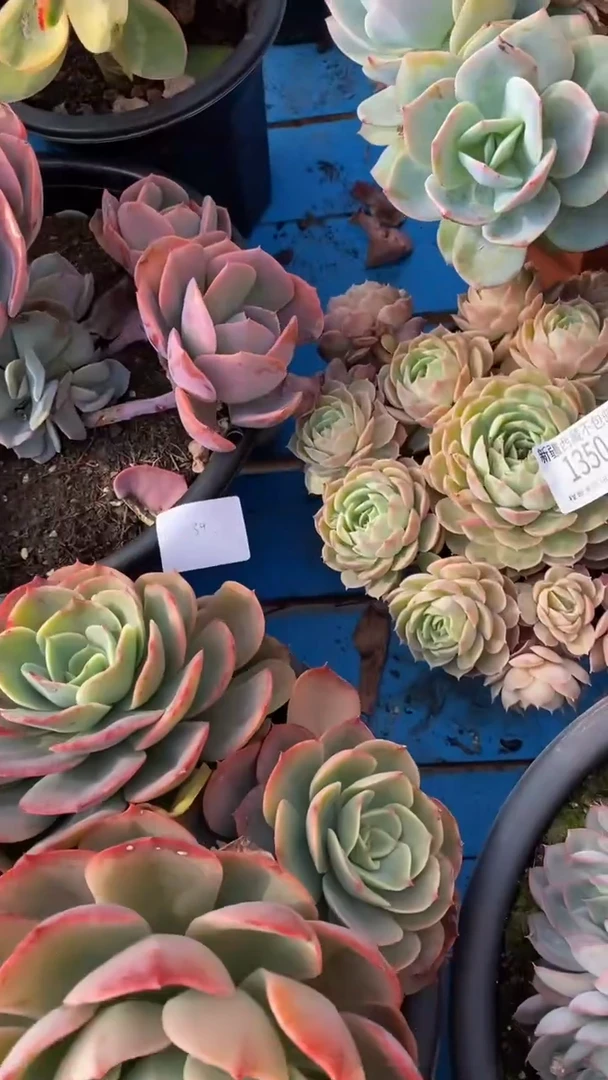 【闪购商品】1350昂斯洛