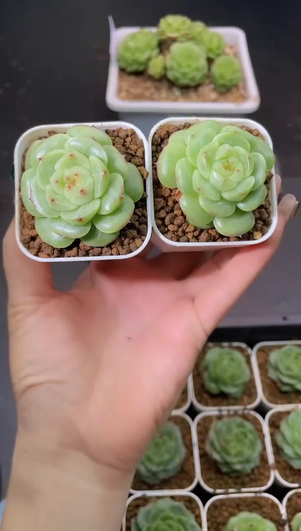 044Y-11量拍发一颗