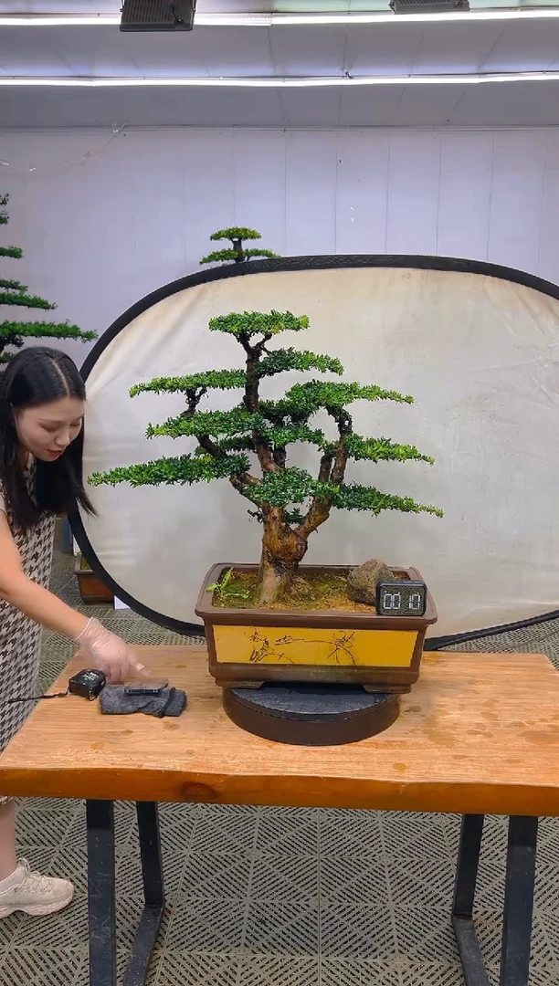 无花朵一物一拍一物一拍