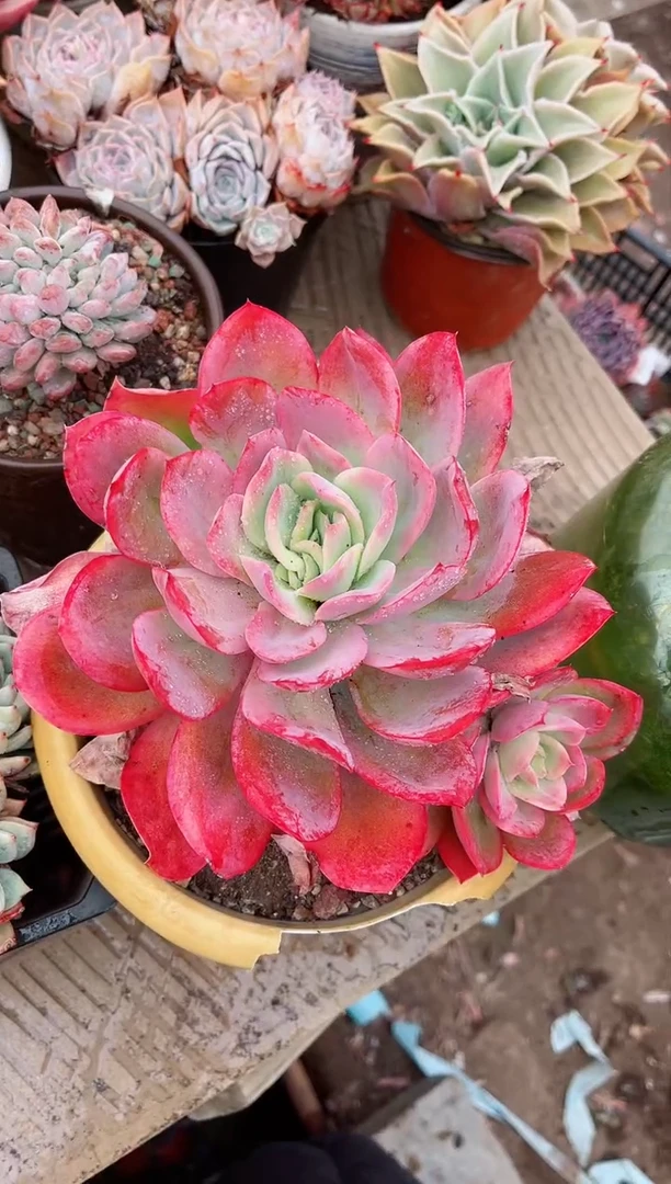 【闪购商品】03633