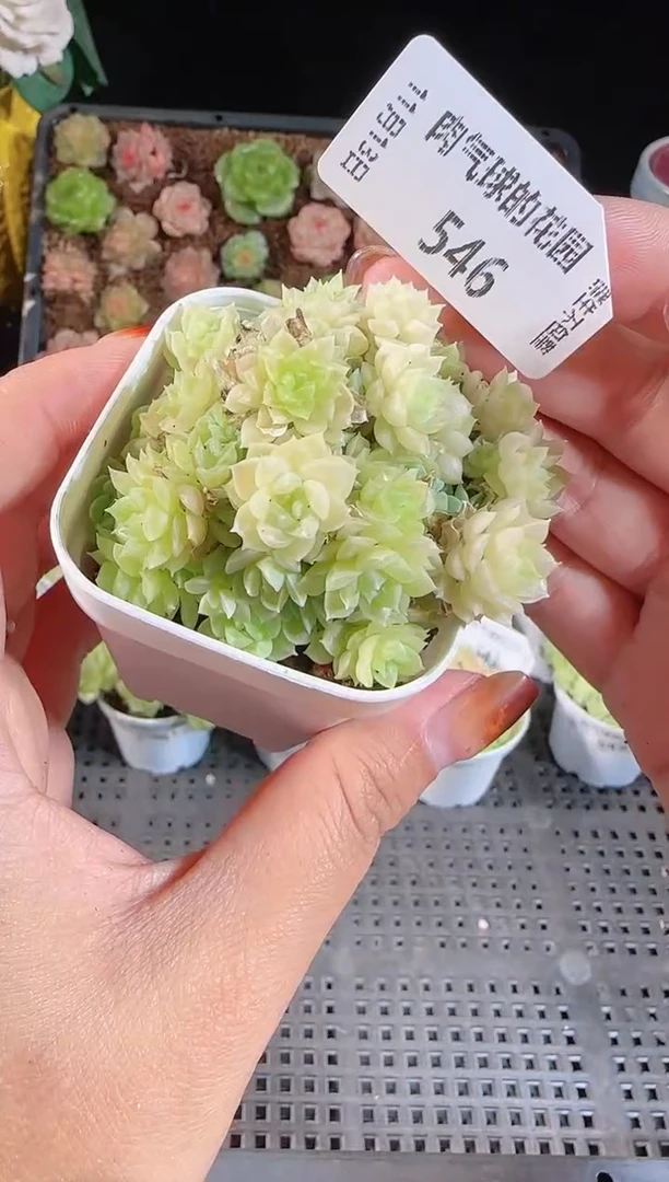 1113-546群生不包整