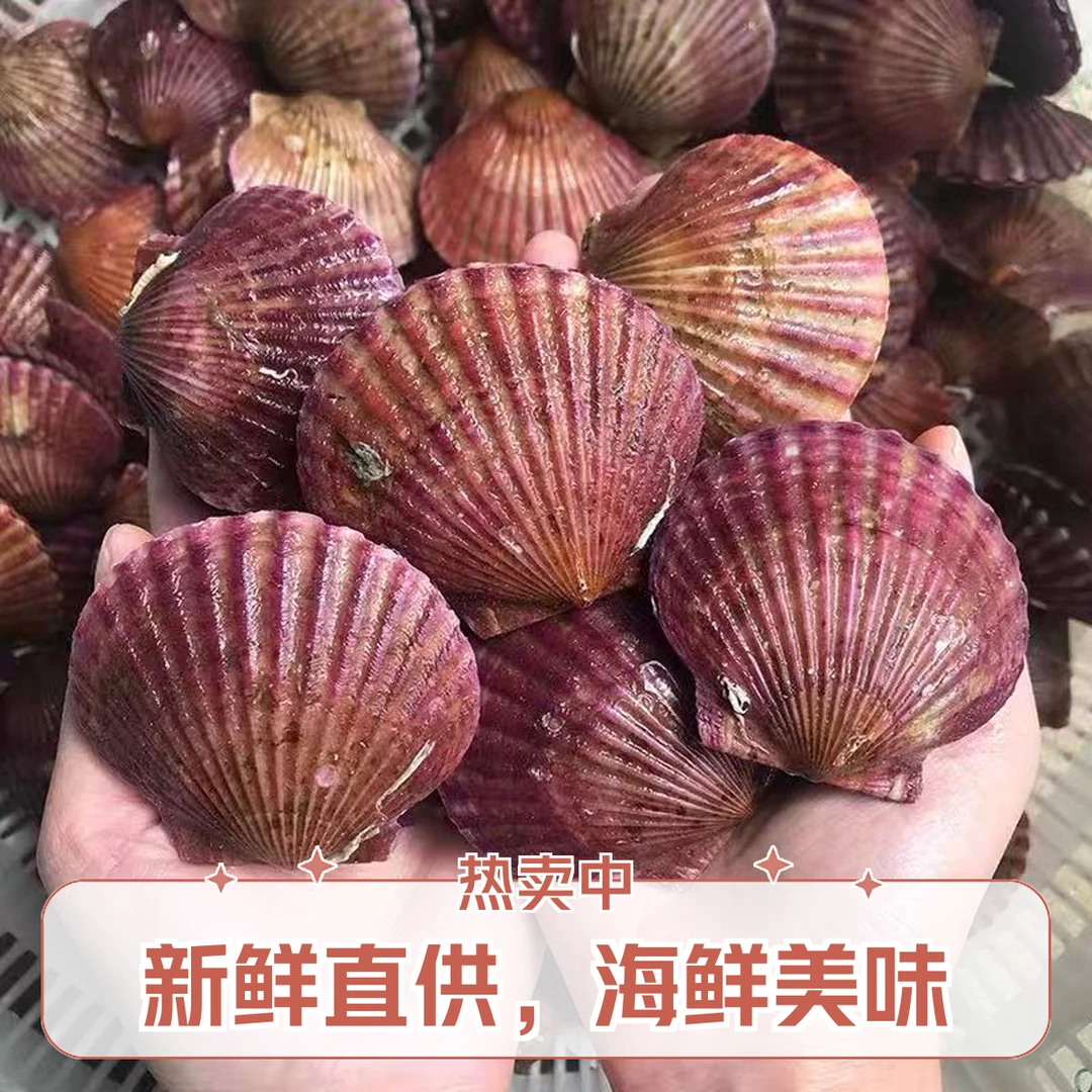 日照鲜活扇贝500g
