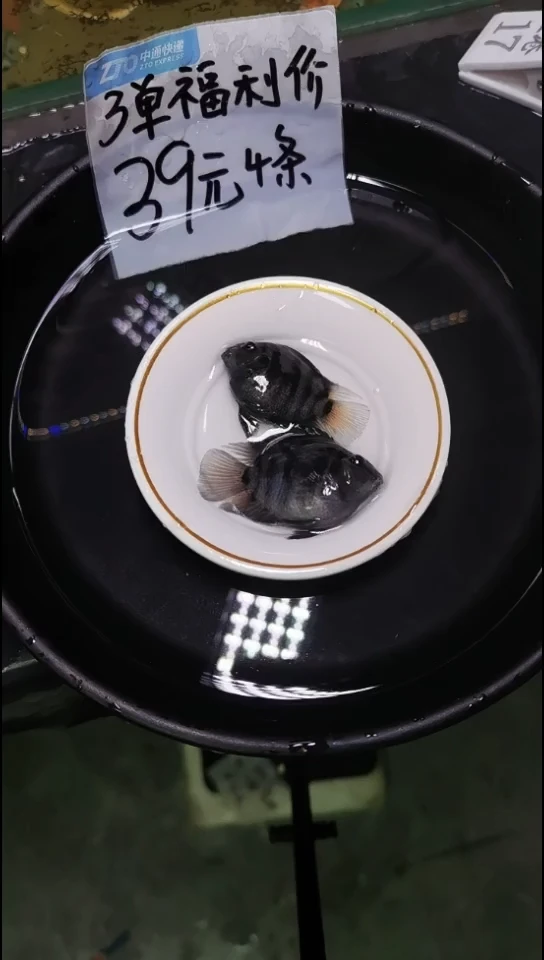 海水鱼迷你鹦鹉鱼