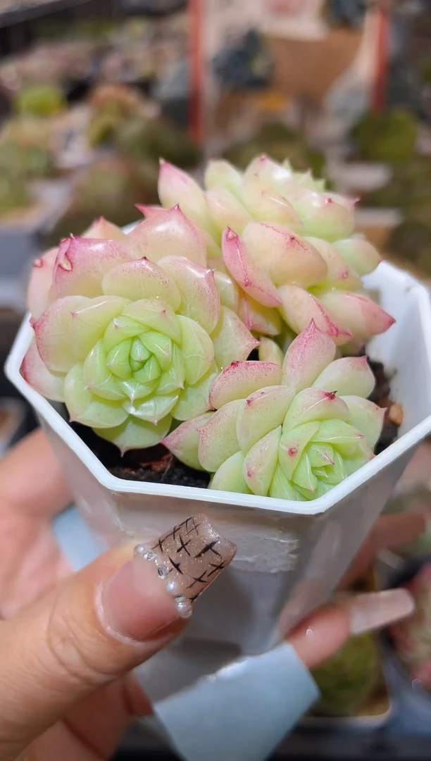 【闪购商品】135冰封玫瑰不包整