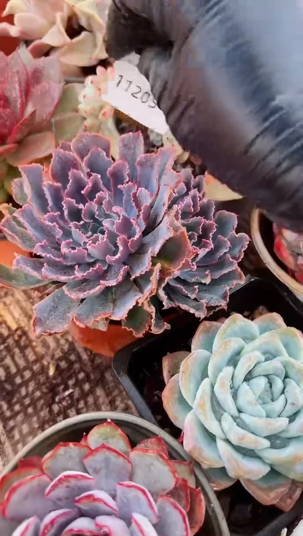 J***i多肉植物一物一拍11205