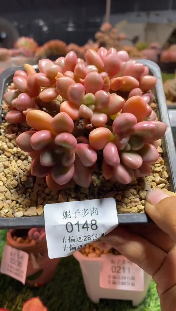 【闪购商品】0148a