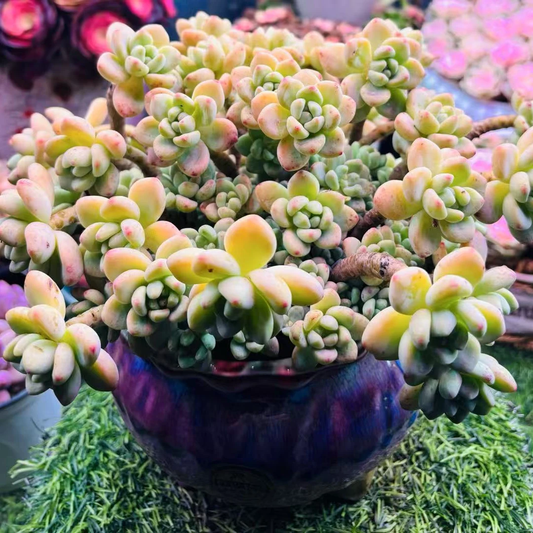 【老桩香妃劳尔】多肉植物  以直播间展示为准  满2单包邮3单送1